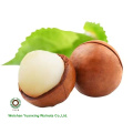 Big Size Macadamia Nuts In Shell Raw